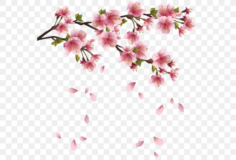 Cherry Blossom Clip Art, PNG, 562x558px, Cherry Blossom, Azalea, Blossom, Branch, Cherry Download Free