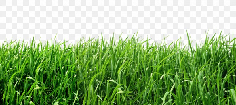 Lawn Clip Art, PNG, 1800x805px, Lawn, Agriculture, Alpha Compositing, Commodity, Crop Download Free