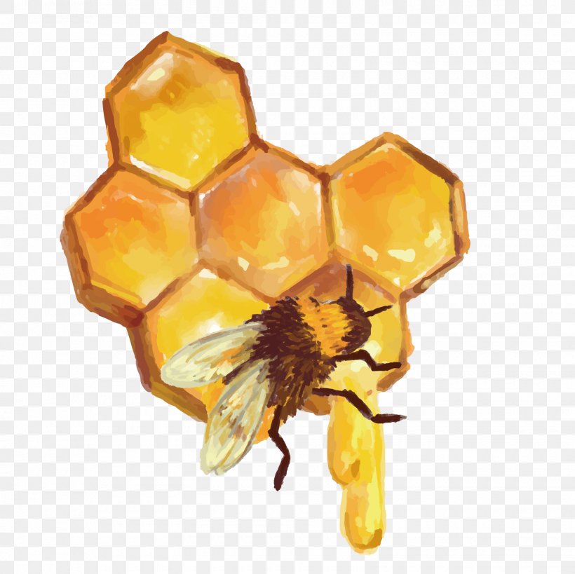 Beehive Honeycomb Honey Bee, PNG, 1600x1600px, Bee, Apiary, Arthropod, Beehive, Food Download Free