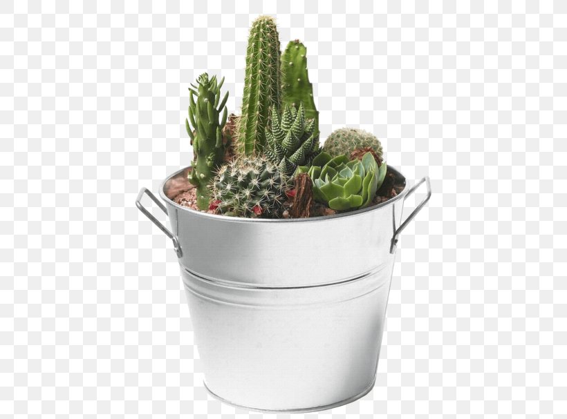 Succulent Plant Cactus Desktop Wallpaper Transparency, PNG, 480x607px, Succulent Plant, Cactus, Cactus Garden, Caryophyllales, Flowering Plant Download Free