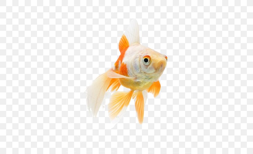 Goldfish Koi, PNG, 500x500px, Goldfish, Bony Fish, Fin, Fish, Koi Download Free