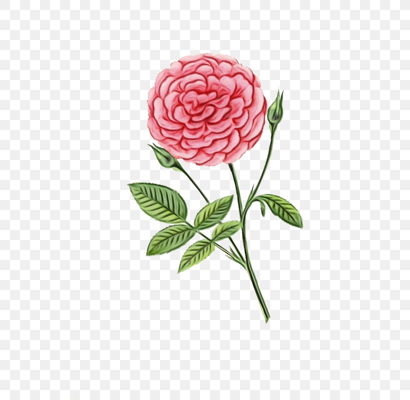 Rose, PNG, 525x800px, Watercolor, Floribunda, Flower, Flowering Plant, Paint Download Free