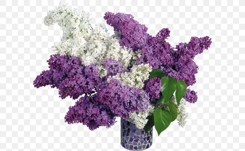 Common Lilac Pink Flowers Wallpaper, PNG, 600x507px, Common Lilac, Artificial Flower, Cut Flowers, Flower, Flower Bouquet Download Free