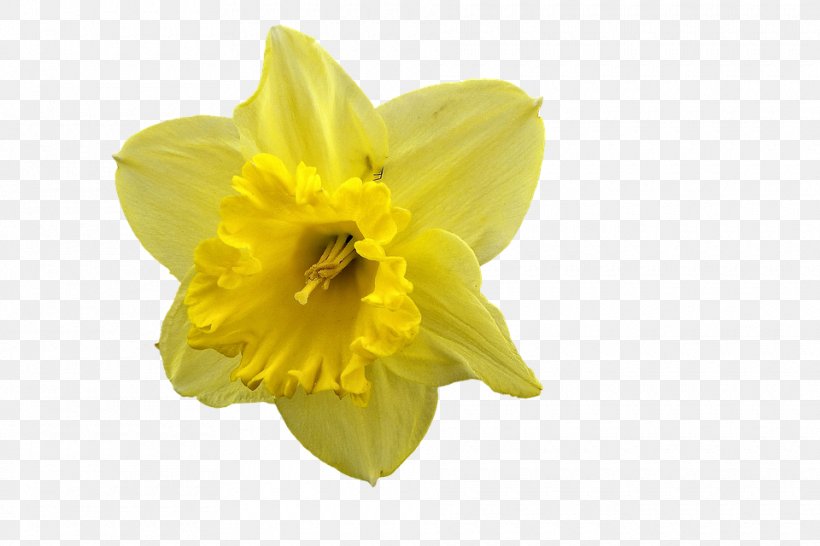 I Wandered Lonely As A Cloud Daffodil Clip Art, PNG, 960x640px, I Wandered Lonely As A Cloud, Amaryllis Family, Daffodil, Evening Primrose, Flower Download Free