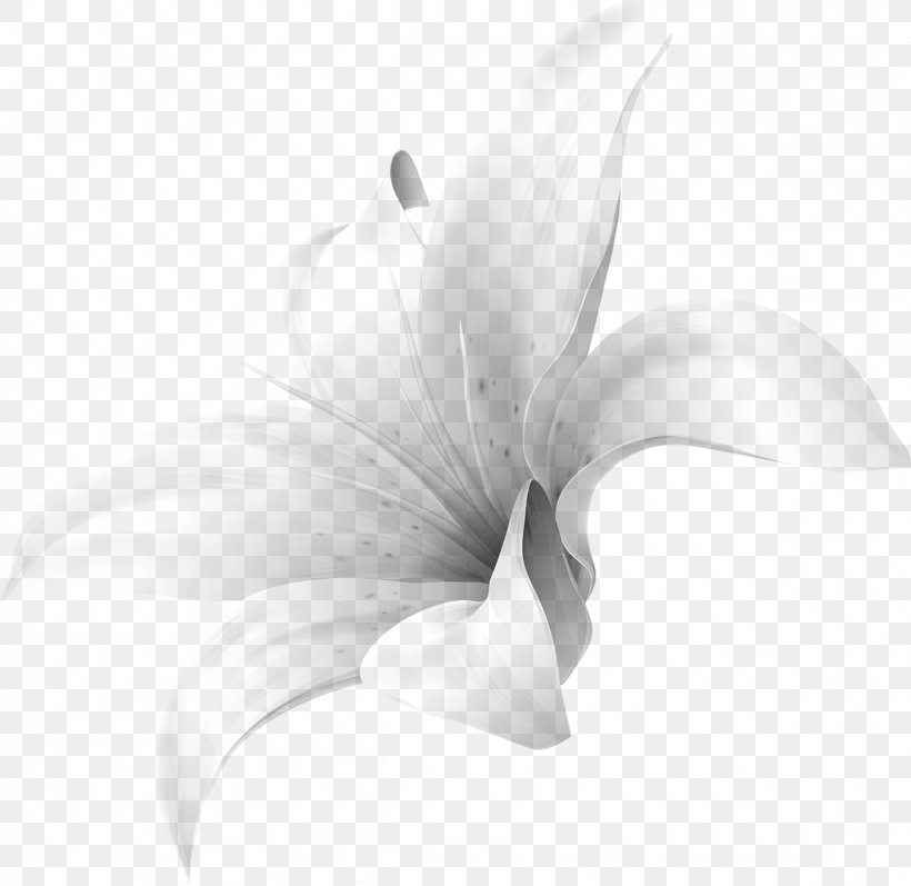 Lily M, PNG, 1200x1167px, Lily M, Black And White, Close Up, Flora, Flower Download Free