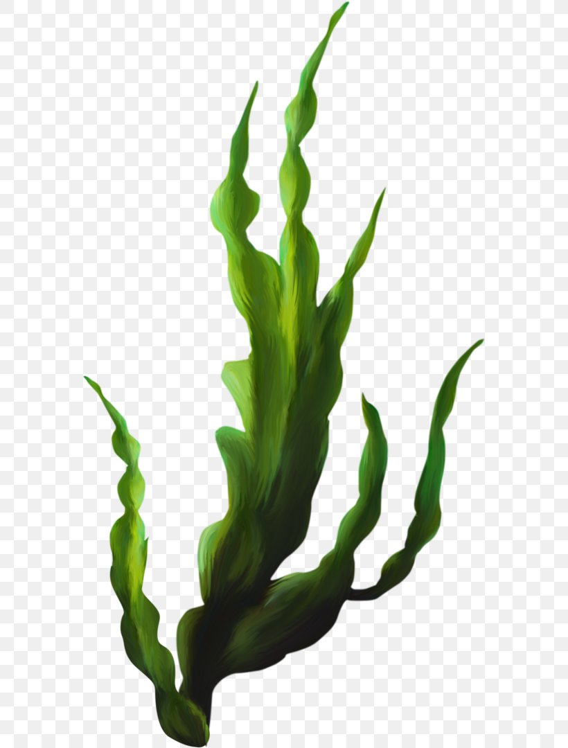 Seaweed Kelp Clip Art, PNG, 582x1080px, Seaweed, Algae, Aquatic Plants, Commodity, Grass Download Free