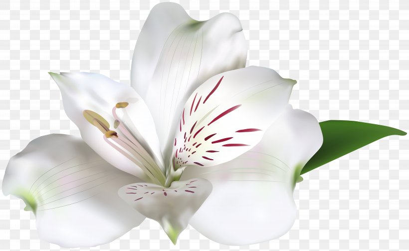 White Rose Amaryllis Belladonna Clip Art, PNG, 8000x4916px, Flower, Alstroemeriaceae, Amaryllis Belladonna, Cut Flowers, Flowering Plant Download Free