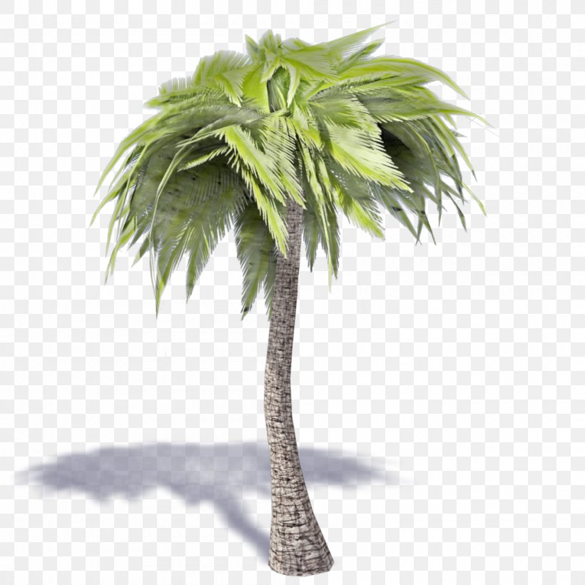 Asian Palmyra Palm Coconut Ravenea Sabal Palm Tree, PNG, 1000x1000px, Asian Palmyra Palm, Arecaceae, Arecales, Autocad Dxf, Autodesk Revit Download Free