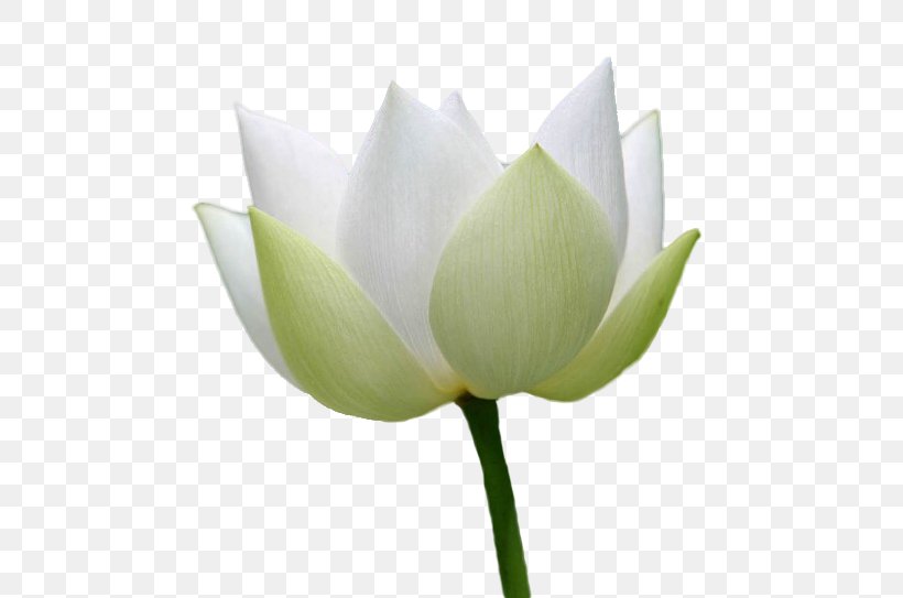 Lilium Candidum White Nelumbo Nucifera Realism, PNG, 513x543px, Lilium Candidum, Aquatic Plant, Bud, Cut Flowers, Flower Download Free