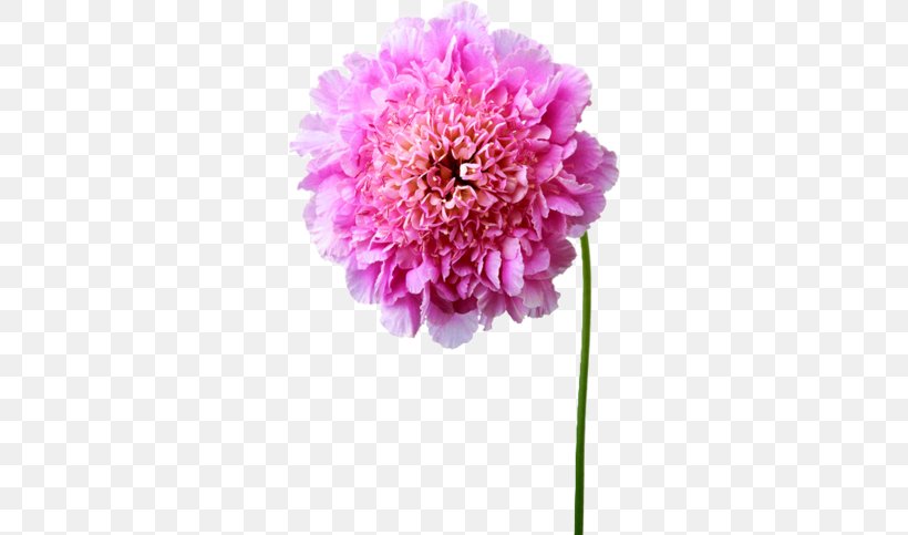 Pink Flowers Dahlia Painting Hydrangea, PNG, 300x483px, Pink Flowers, Annual Plant, Color, Cut Flowers, Dahlia Download Free