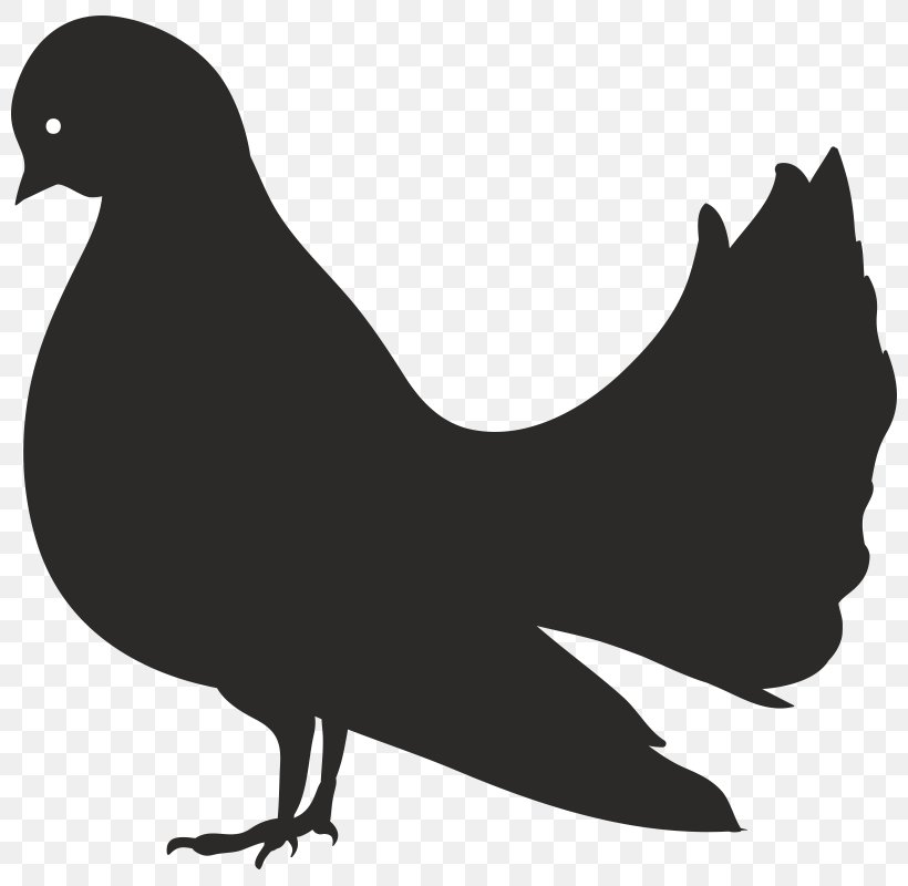 Rooster Duck Image Vector Graphics Clip Art, PNG, 800x800px, Rooster, Beak, Bird, Black And White, Chicken Download Free