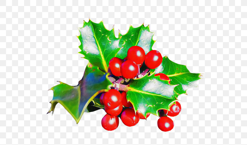 Holly, PNG, 591x482px, Zante Currant, Aquifoliales, Biology, Currant, Fruit Download Free