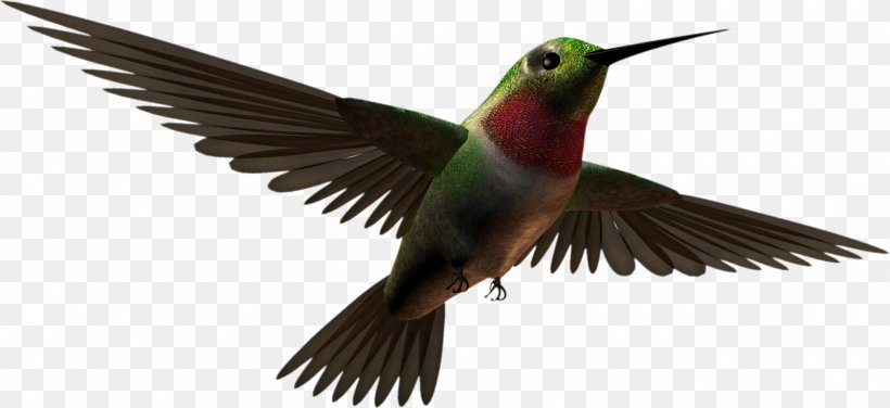 Hummingbird Passerine Clip Art, PNG, 1600x735px, Bird, Animal, Beak, Digital Scrapbooking, Fauna Download Free