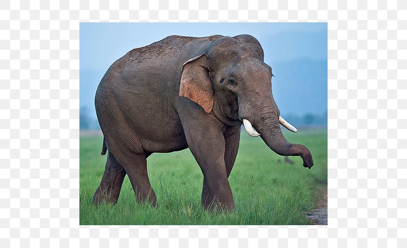 Indian Elephant African Elephant Tusk Grassland Wildlife, PNG, 500x500px, Indian Elephant, African Elephant, Animal, Elephant, Elephantidae Download Free
