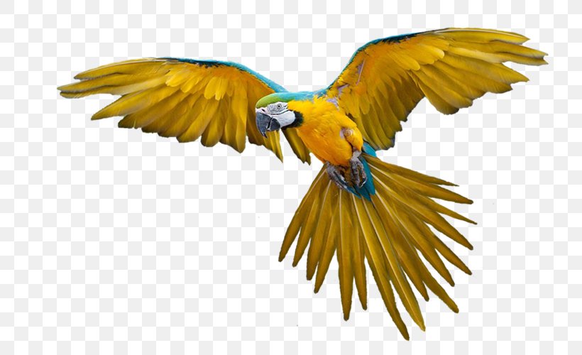 Parrot Bird Flight Clip Art, PNG, 800x500px, Parrot, Amazon Parrot, Beak, Bird, Bird Flight Download Free