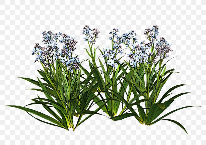 Rosemary, PNG, 1600x1131px, Flower, Grass, Herb, Perennial Plant, Plant Download Free