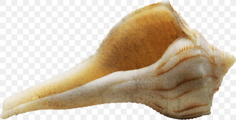 Sea Snail Seashell Conch, PNG, 2093x1072px, Sea Snail, Albom, Conch, Finger, Hand Download Free
