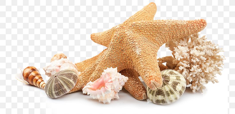 Seashell Beach Clip Art, PNG, 770x400px, Seashell, Animal Figure, Beach, Ceiling Fans, Claw Download Free