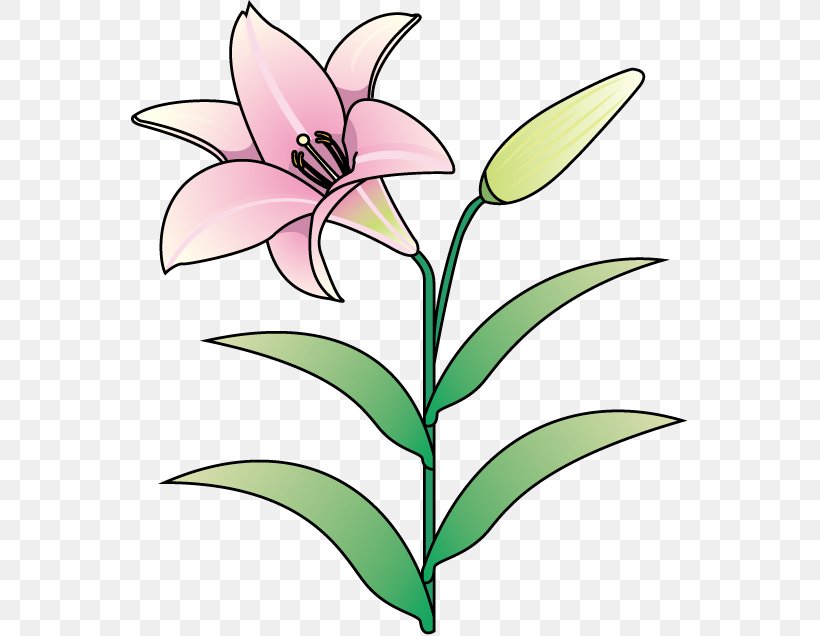 Floral Design Lilium Cut Flowers Plant Stem, PNG, 558x636px, Watercolor, Cartoon, Flower, Frame, Heart Download Free