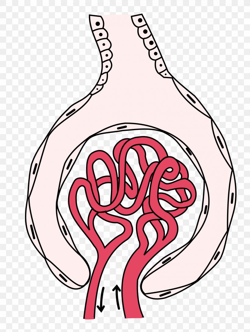 Glomerulus Kidney Capillary Bowman's Capsule Renal Corpuscle, PNG ...