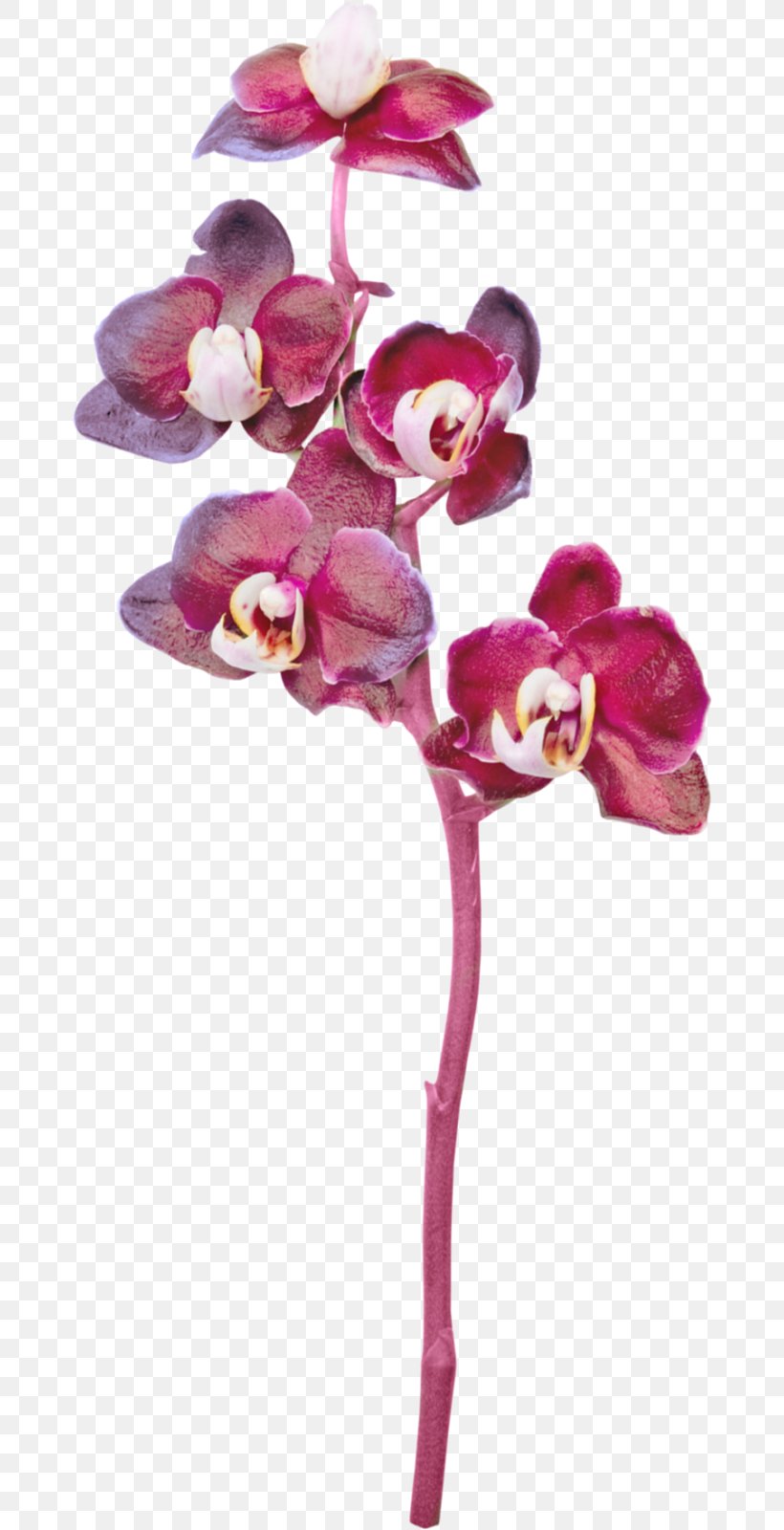 Moth Orchids Cut Flowers, PNG, 670x1600px, Orchids, Artificial Flower, Blog, Cut Flowers, Flora Download Free