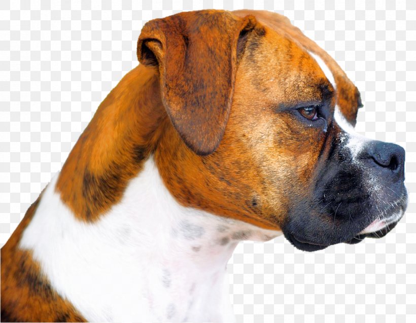 Boxer Pug Puppy Boston Terrier English Mastiff, PNG, 926x720px, Boxer, Boston Terrier, Breed, Carnivoran, Dog Download Free