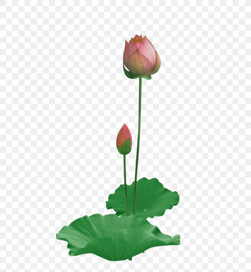 Paper Nelumbo Nucifera Lotus Effect, PNG, 1188x1288px, Paper, Bud, Flower, Flowering Plant, Leaf Download Free