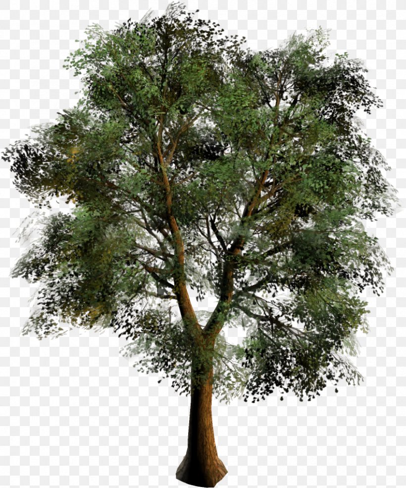 Branch Oak Mangifera Indica Tree Bonsai, PNG, 848x1019px, Branch, Bonsai, Chinese Sweet Plum, Flower, Mangifera Download Free