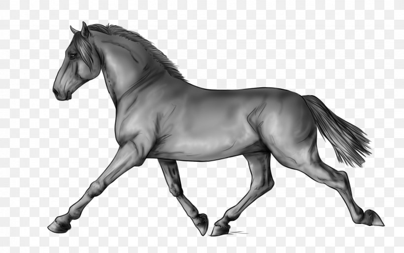 Pony Mane Mustang Stallion Art, PNG, 2054x1287px, Pony, Art, Artist, Black And White, Bridle Download Free