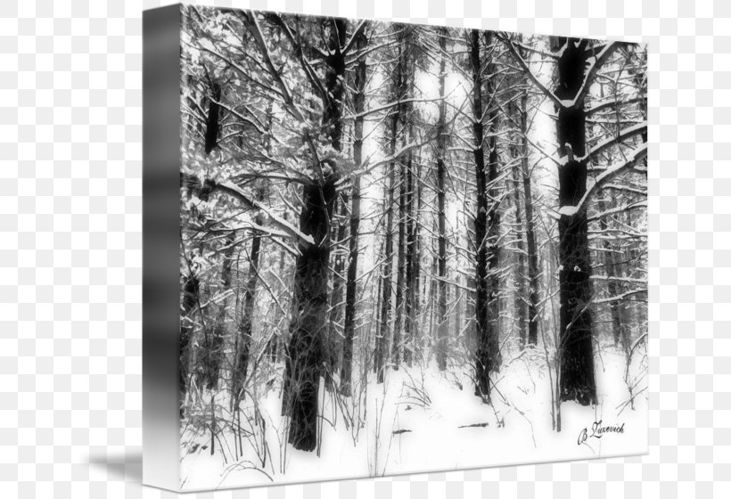 Wood /m/083vt White, PNG, 650x560px, Wood, Birch, Black And White, Forest, Monochrome Download Free