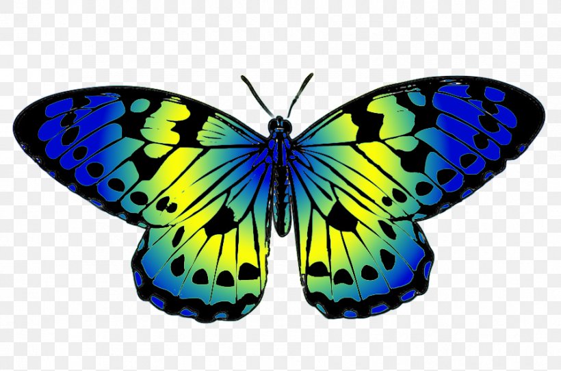 Butterfly Yellow Blue Drawing Clip Art, PNG, 893x591px, Butterfly, Arthropod, Blue, Brush Footed Butterfly, Color Download Free