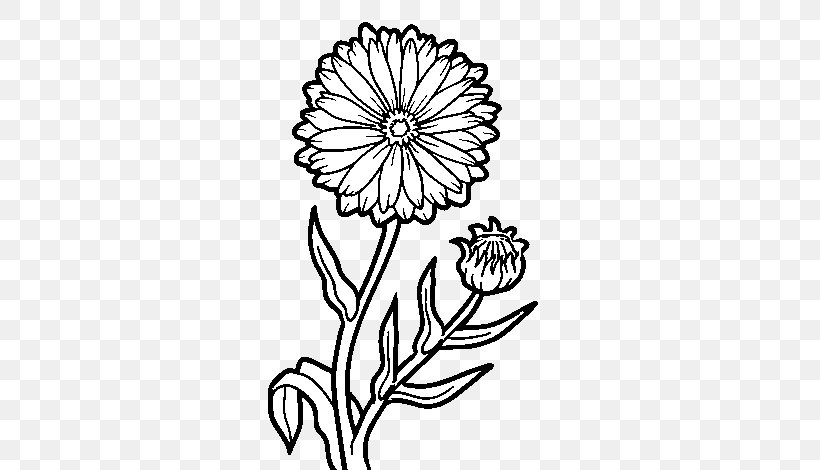 Calendula Officinalis Drawing Marigold, PNG, 600x470px, Calendula Officinalis, Artwork, Black And White, Botanical Illustration, Color Download Free