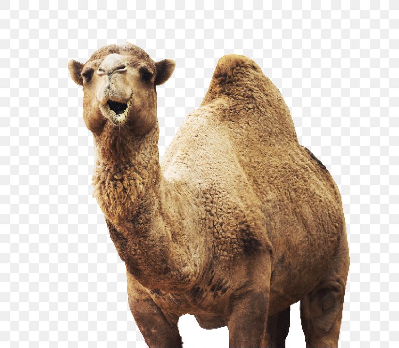 Dromedary Wildlife Animal Stock Photography, PNG, 720x715px, Dromedary, Animal, Arabian Camel, Brand, Camel Download Free