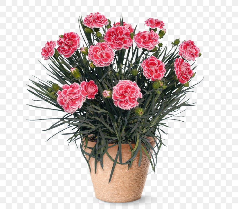 Gardening Direct Perennial Plant Pink Jersey Plants Direct, PNG, 720x720px, Perennial Plant, Artificial Flower, Beardtongues, Bedding, Begonia Download Free