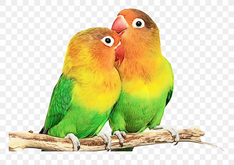 Lovebird, PNG, 1700x1200px, Watercolor, Adaptation, Beak, Bird, Budgie Download Free