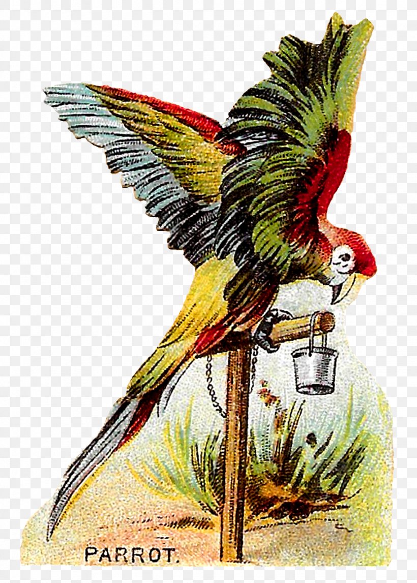 Macaw Bird, PNG, 1144x1600px, Macaw, Art, Beak, Bird, Cockatoo Download Free