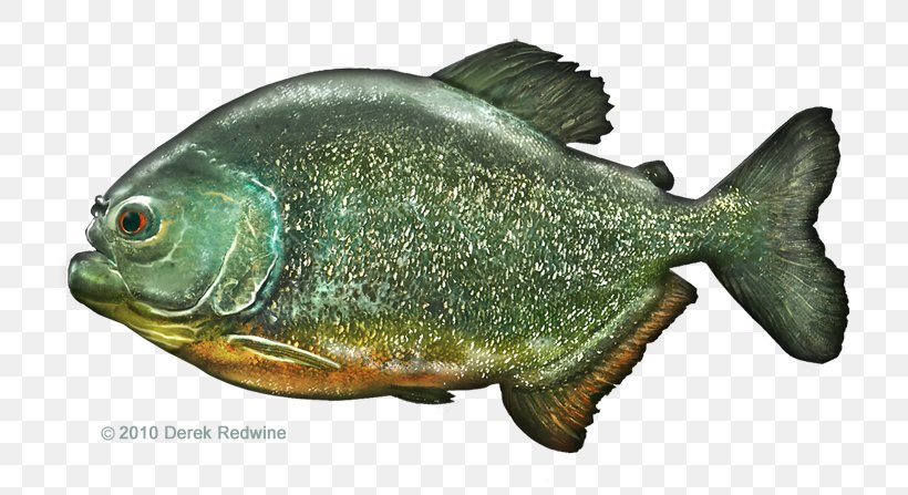 Perch Marine Biology Fauna Tilapia Oily Fish, PNG, 720x447px, Perch, Biology, Fauna, Fish, Marine Biology Download Free