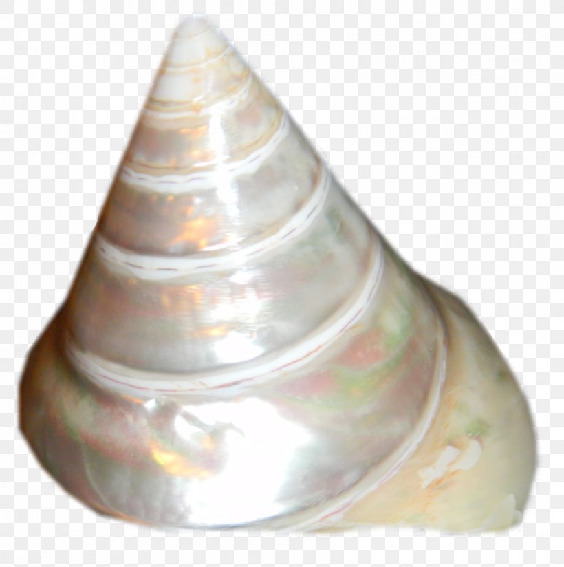 Shankha Seashell Sea Snail Conch, PNG, 891x896px, Shankha, Conch, Sea, Sea Snail, Seashell Download Free