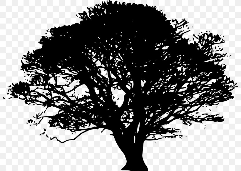 Tree Oak Silhouette Giant Sequoia, PNG, 800x581px, Tree, Bigleaf Maple, Black And White, Branch, Drawing Download Free