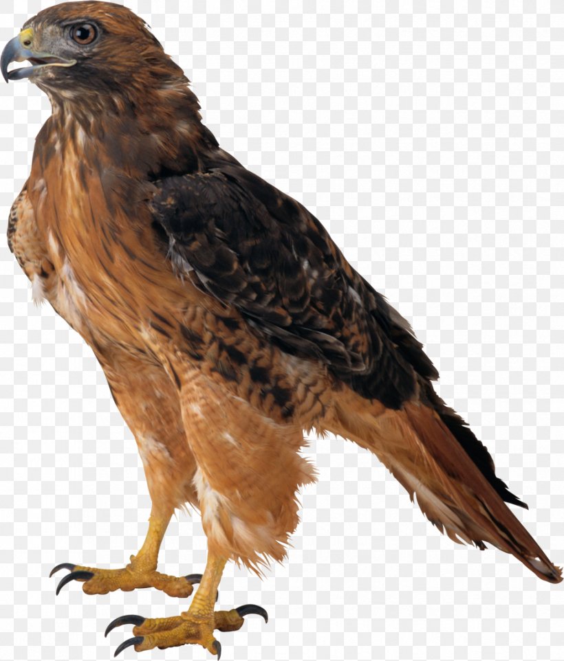 Eagle Clip Art, PNG, 928x1089px, Eagle, Accipitriformes, Beak, Bird, Bird Of Prey Download Free