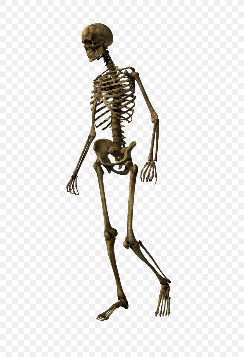 Human Skeleton Bone Skull Joint, PNG, 498x1198px, Skeleton, Bone, Bronze Sculpture, Clavicle, Figurine Download Free