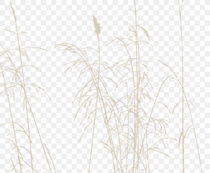Twig Grasses Plant Stem Line Sky Plc, PNG, 850x700px, Twig, Black And White, Branch, Family, Flowering Plant Download Free