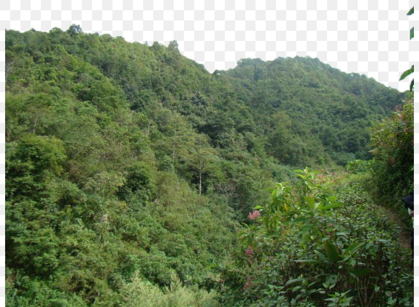 Valdivian Temperate Rain Forest Woodland Tree Tropical And Subtropical Coniferous Forests, PNG, 800x600px, Valdivian Temperate Rain Forest, Area, Biome, Broadleaved Tree, Ecosystem Download Free
