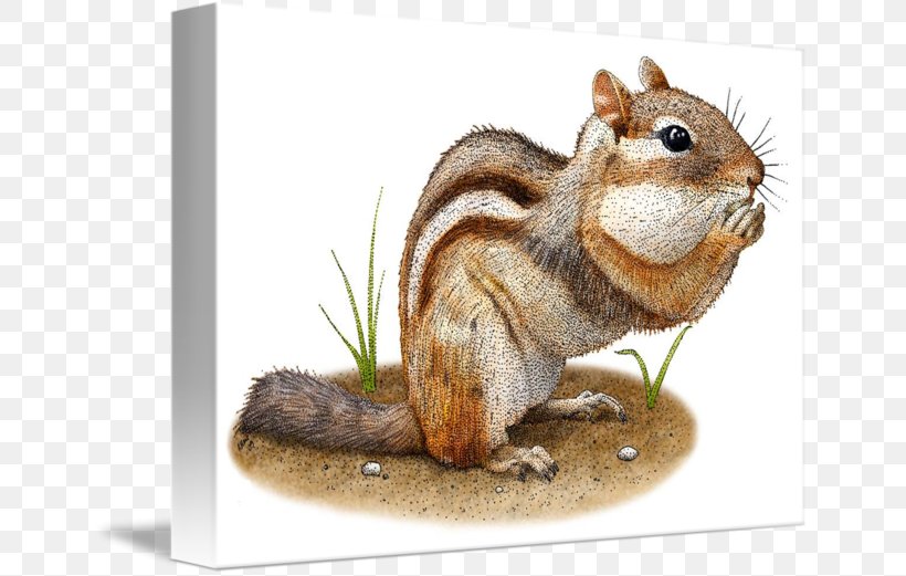 Fox Squirrel Eastern Chipmunk Animal, PNG, 650x521px, Squirrel, Animal, Cafepress, Chipmunk, Drawing Download Free