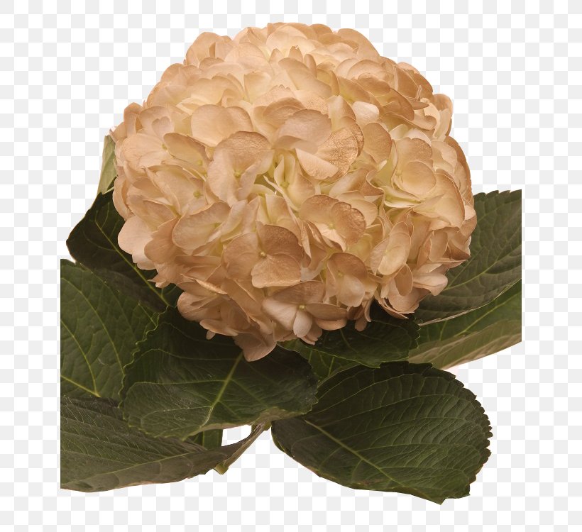 Hydrangea Cut Flowers Cabbage Rose Floral Design, PNG, 650x750px, Hydrangea, Cabbage Rose, Cornales, Cut Flowers, Floral Design Download Free