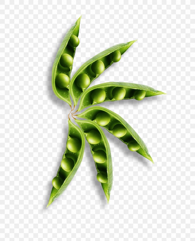 Leaf Plant Stem Herbalism, PNG, 1294x1600px, Leaf, Herbalism, Organism, Plant, Plant Stem Download Free