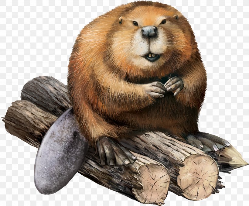 North American Beaver Stock Illustration Illustration, PNG, 4000x3310px, North American Beaver, Beaver, Carnivoran, Fauna, Fur Download Free