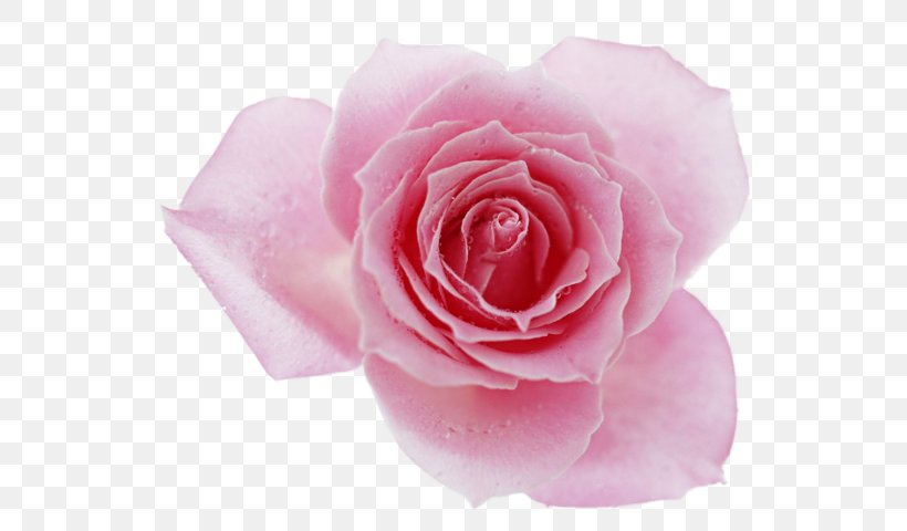 Rose Desktop Wallpaper Pink Flowers Clip Art, PNG, 564x480px, Rose, Camellia, China Rose, Close Up, Cut Flowers Download Free