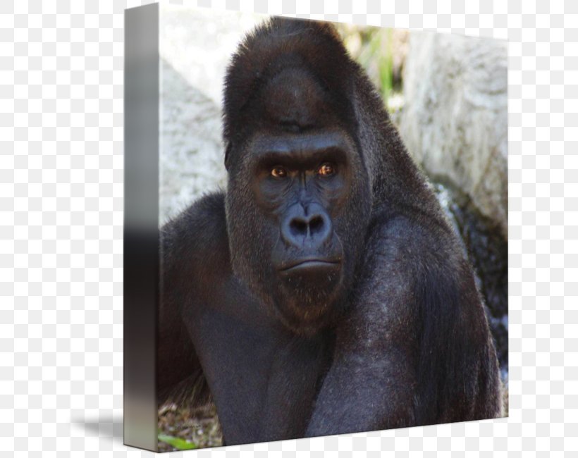 Western Gorilla Common Chimpanzee Monkey Snout Terrestrial Animal, PNG, 638x650px, Western Gorilla, Animal, Chimpanzee, Common Chimpanzee, Gorilla Download Free