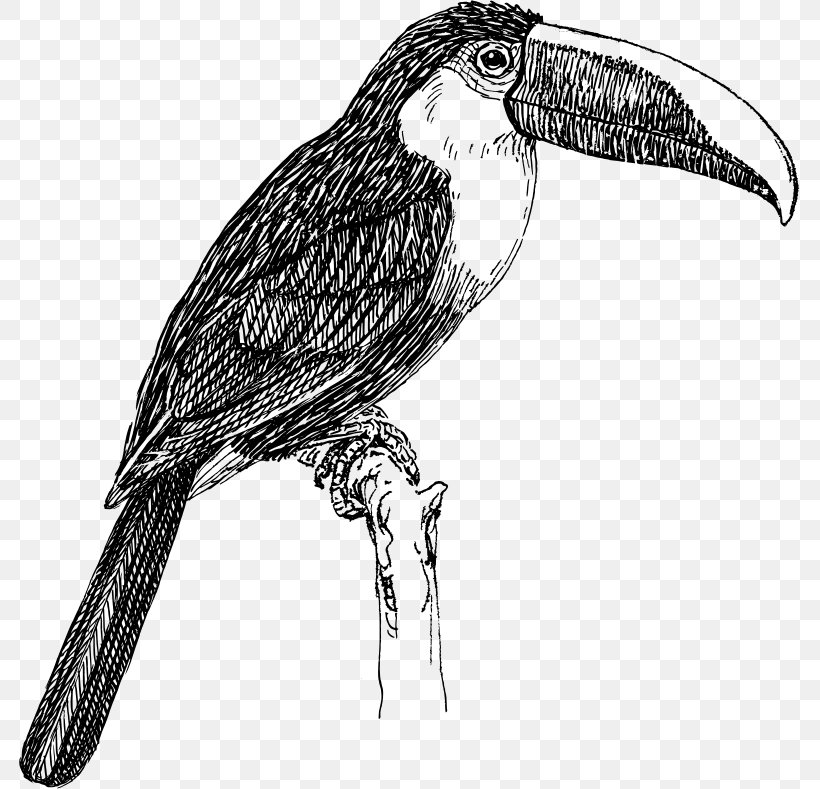 White-throated Toucan Line Art Clip Art, PNG, 781x789px, Toucan, Beak, Bird, Bird Of Prey, Black And White Download Free